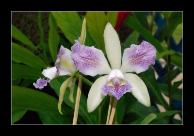 JB-Orquideas-2006-52.jpg
