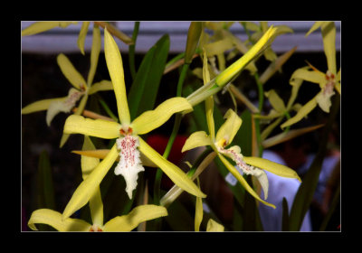 JB-Orquideas-2006-53.jpg