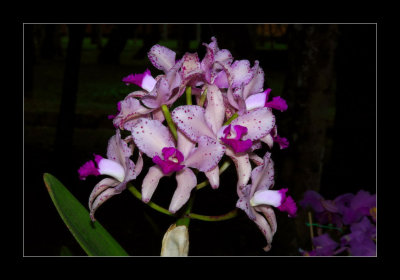 JB-Orquideas-2006-55.jpg