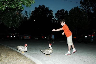 Feeding the ducks outside of Sal's