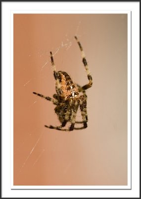 Araneus diadematus