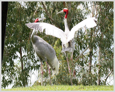 Bird Show (3)