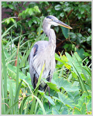 Great Blue Heron (2)