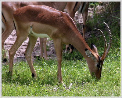 Thompsons Gazelle