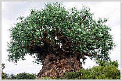 Tree of Life