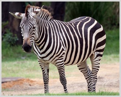 Zebra