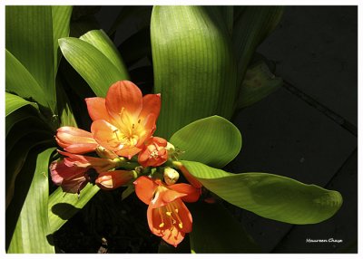 Clivia