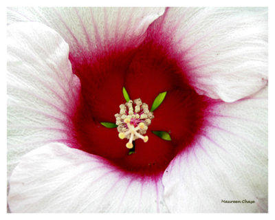 Red Center of White Hibiscus