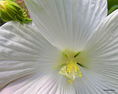 White Hibiscus