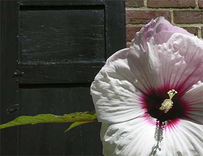 White Hibiscus Against Black Door