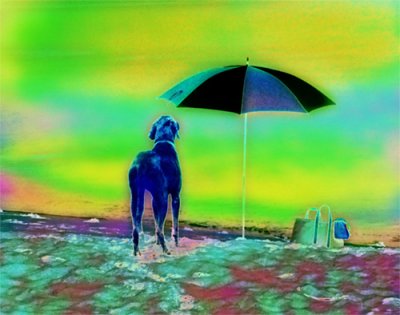 dog at the beach during the aurora borealis