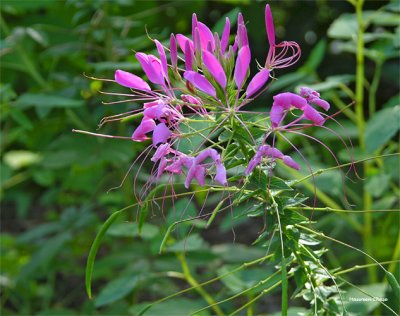 purple flower