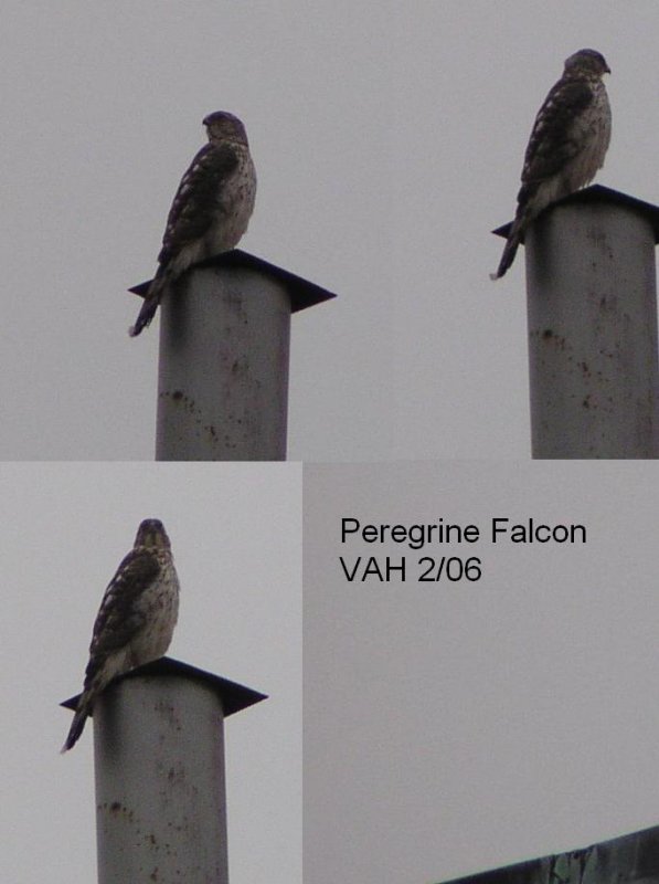 Raptor Falcon Peregrine VA Feb 06 t.JPG