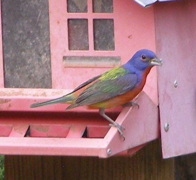 9b. songbird (Gnatcathers-Sparrows)