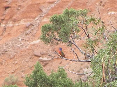 Bunting Painted Tx Palo Duro 07-08 aaaa.JPG