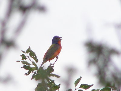 Bunting Painted Tx Palo Duro 07-08 f.JPG