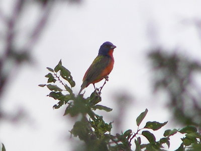 Bunting Painted Tx Palo Duro 07-08 i.JPG