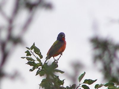 Bunting Painted Tx Palo Duro 07-08 j.JPG