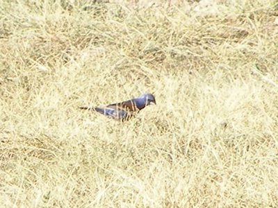 grosbeak Blue Tx 7-08 b.JPG