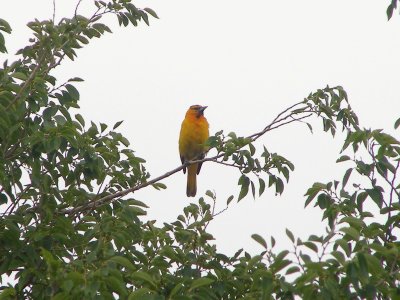 Oriole bullocks Tx 07-08 b.JPG