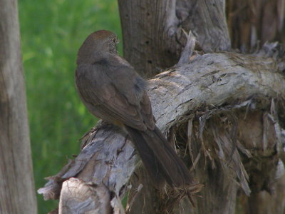 Towhee br Tx 7-08 f.JPG