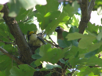 Waxwing Cedar MO 07-08 a.JPG