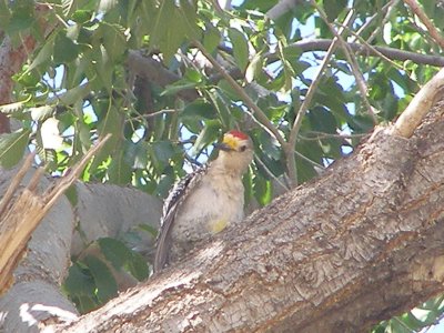 wp Golden- Fronted Tx 7-08 a.JPG
