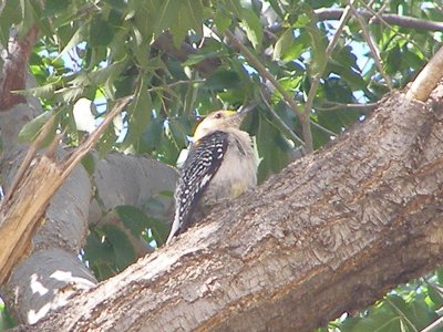 wp Golden- Fronted Tx 7-08 b.JPG