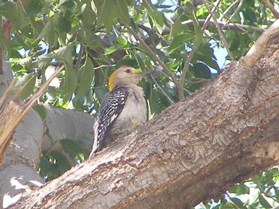 wp Golden- Fronted Tx 7-08 c.JPG