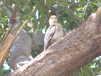 wp Golden- Fronted Tx 7-08 d.JPG