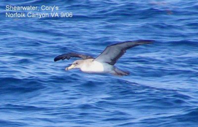 T-Shearwater Corys 9-06a text.JPG