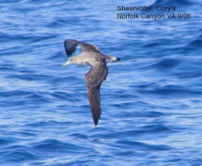 T-Shearwater Corys 9-06b text.JPG