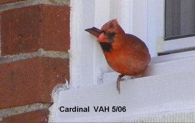 Cardinal .JPG
