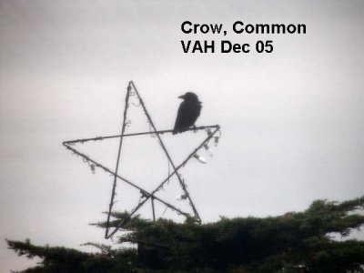 Crow Stealing bulbs .JPG