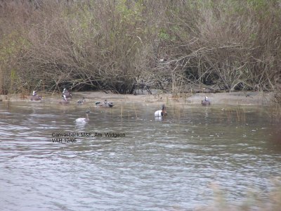 Duck Am Widgeon  & Canvasback .JPG