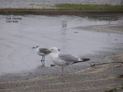 Gull Herring 9-06 JPG