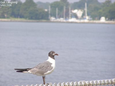 Gull Laughing 7-06.JPG