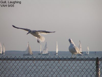 Gull Laughing .JPG