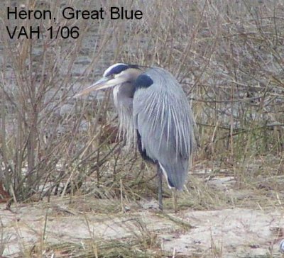 Heron GrBl JPG