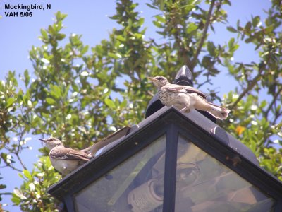 Mockingbird Momma and baby.JPG