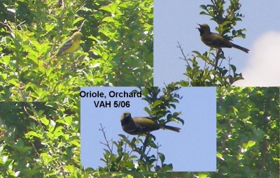 Oriole Orchard JPG