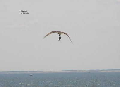 Raptor Osprey w. Fish JPG