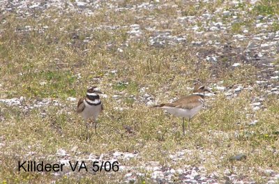 SandP Killdeer 1 text.JPG