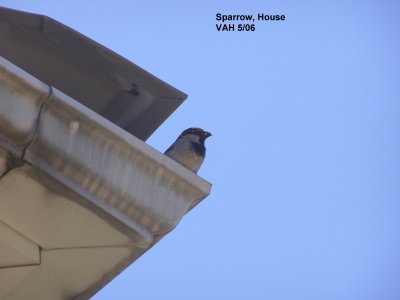 Sparrow House text.JPG
