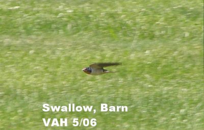 swallow Barn .jpg