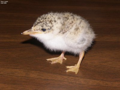 Tern Least Chick JPG