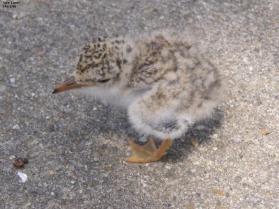 A Tern Least Chick JPG