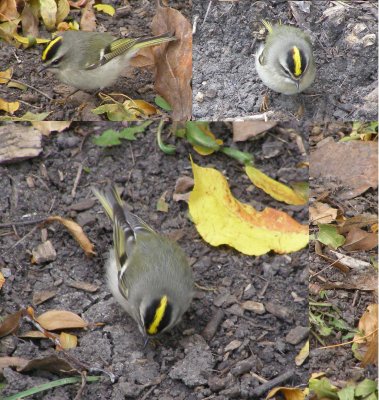 Kinglet Golden Cr. Chicago Oct 06.JPG