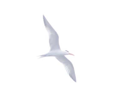 Gull Tern Royal 6-08 VAH.JPG