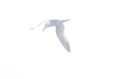 Gull Tern Royal 6-08 VAH b.JPG